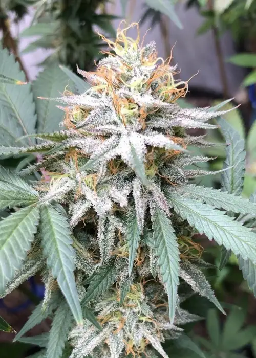 Double Lemon Pie by Dark Horse Genetics, Photoperiod cannabis strain