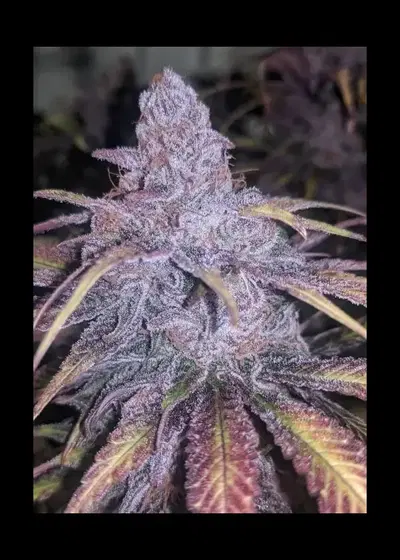 Double Purple Pie by In House Genetics, Photoperiod cannabis strain