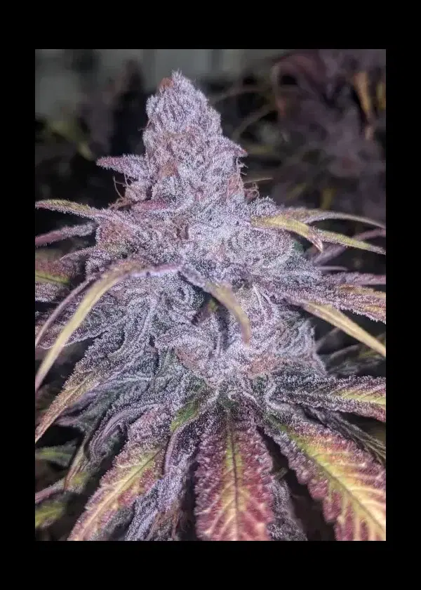 Double Purple Pie by In House Genetics, Photoperiod cannabis strain