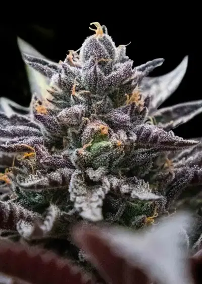 Double Stuffed Sorbet by DNA Genetics, Photoperiod cannabis strain