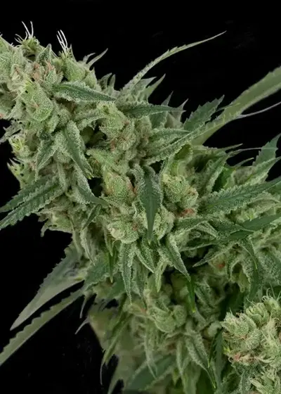 Double Tangie Banana by Crockett Family Farms, Photoperiod cannabis strain