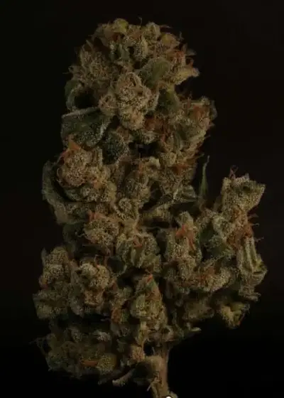 Double Whiskey Sour by Twenty20, Autoflower cannabis strain