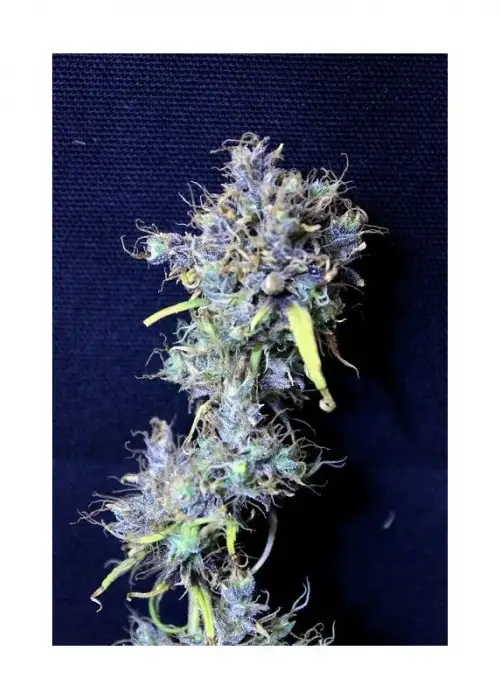 Double Zamal by Tropical Seeds Company, Photoperiod cannabis strain