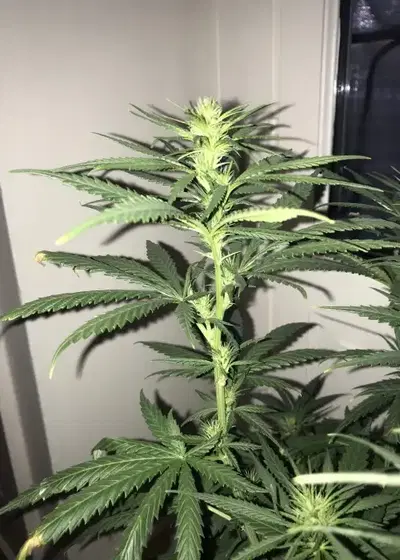 Douce Nuit by French Touch Seeds, Photoperiod cannabis strain