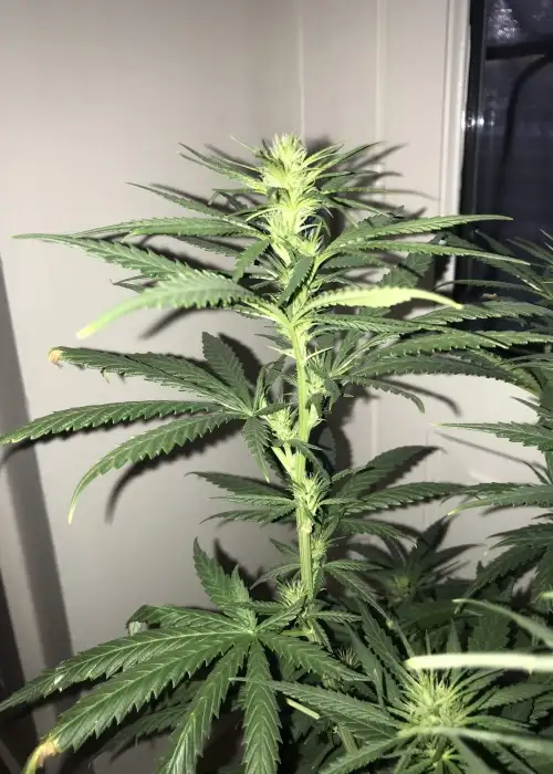 Douce Nuit by French Touch Seeds, Photoperiod cannabis strain