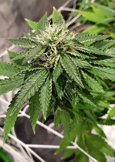 Dough G by Ocean Grown Seeds, Photoperiod cannabis strain