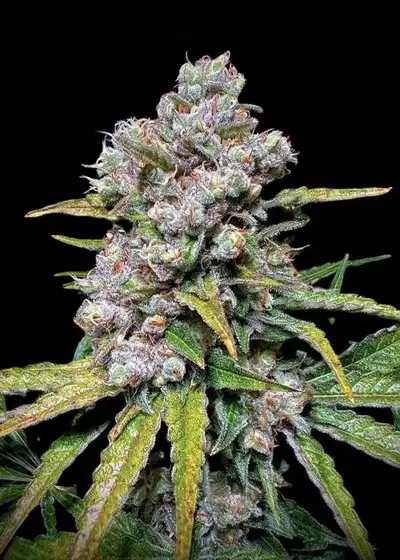 Dozi Zozi Berry by Breed Bros, Photoperiod cannabis strain