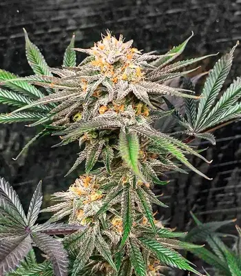 Dozy Breath by AlphaFem Seeds, Photoperiod cannabis strain