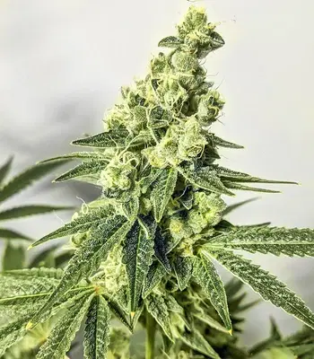 Dozy Cake by AlphaFem Seeds, Photoperiod cannabis strain