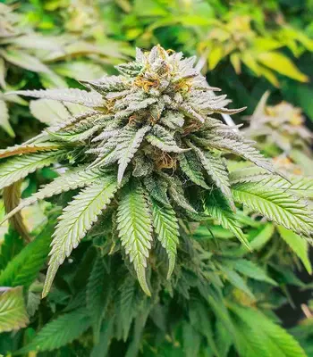 Dozy Cookies by AlphaFem Seeds, Photoperiod cannabis strain