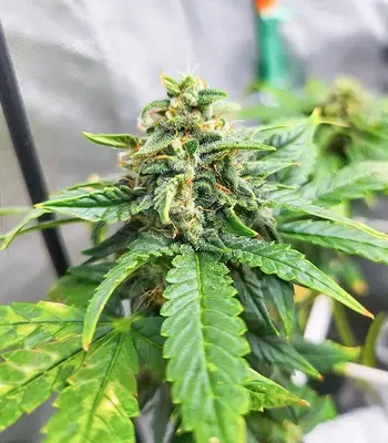 Dozy Doz by AlphaFem Seeds, Photoperiod cannabis strain