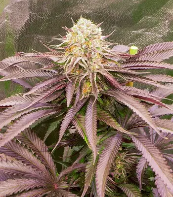 Dozywelly OG by AlphaFem Seeds, Photoperiod cannabis strain