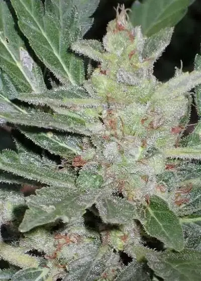 Dr. Feelgood by Short Stuff, Autoflower cannabis strain