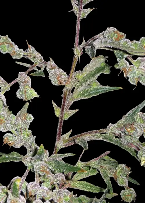 Dr. Grinspoon by Barney's Farm, Photoperiod cannabis strain