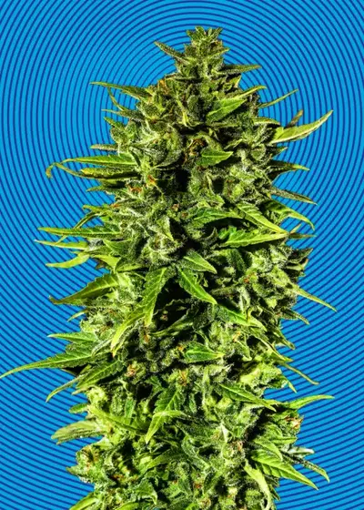 Dr Hypno CBD Auto by Hypno Seeds, Autoflower cannabis strain