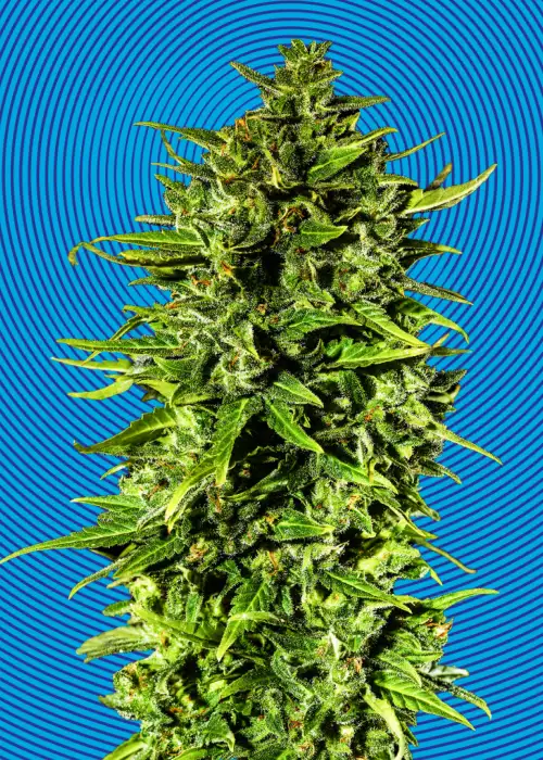Dr Hypno CBD Auto by Hypno Seeds, Autoflower cannabis strain