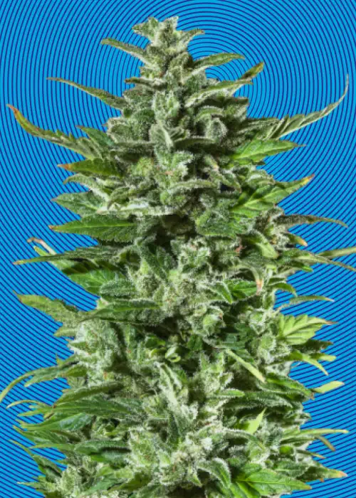 Dr Hypno CBD by Hypno Seeds, Photoperiod cannabis strain