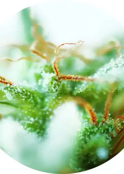 Dr. Tao Sativa by Top Tao Seeds, Photoperiod cannabis strain