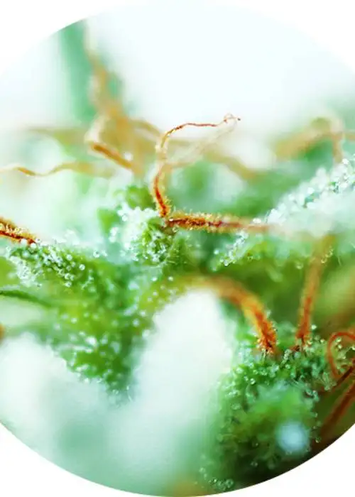 Dr. Tao Sativa by Top Tao Seeds, Photoperiod cannabis strain