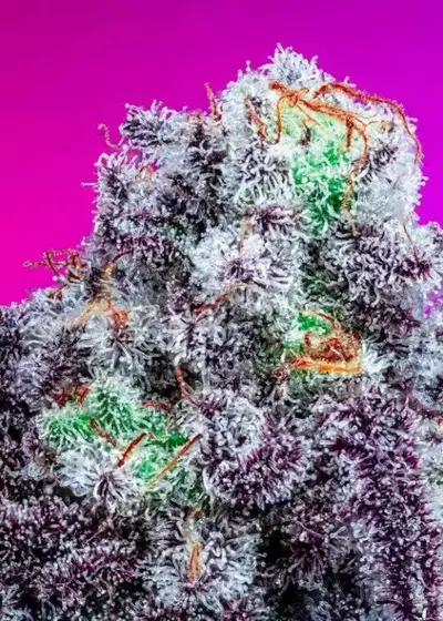 Dr. Thunder by CopyCat Genetics, Photoperiod cannabis strain