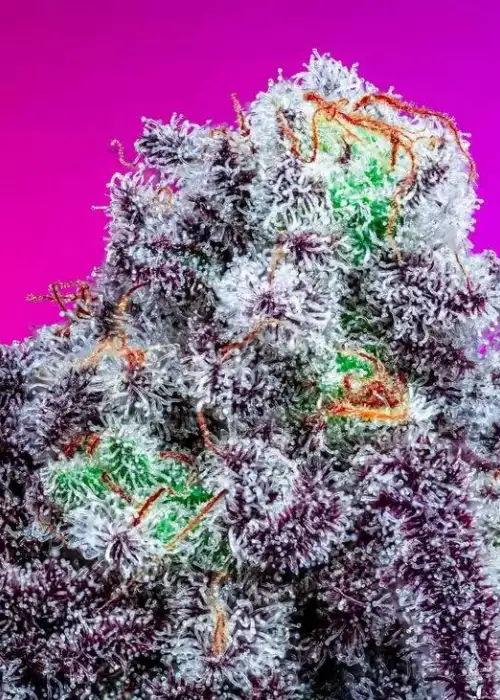 Dr. Thunder by CopyCat Genetics, Photoperiod cannabis strain