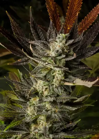 Dr. Who by Homegrown Natural Wonders, Photoperiod cannabis strain