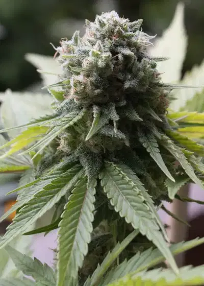 Dragon Conspiracy by Dragons Flame Genetics, Photoperiod cannabis strain