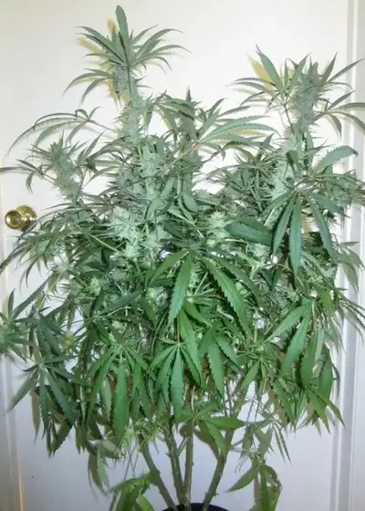 Dragon Fruit by Bodhi Seeds, Photoperiod cannabis strain
