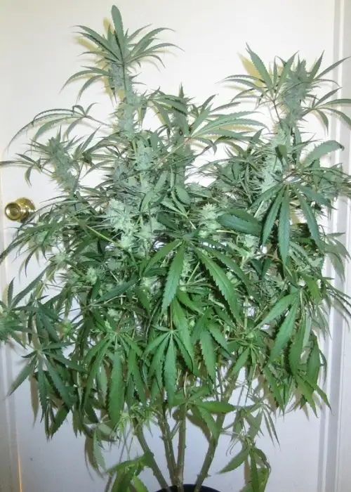 Dragon Fruit by Bodhi Seeds, Photoperiod cannabis strain