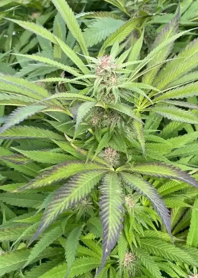 Dragon's Gift F2 CBD by 7 East Genetics, Photoperiod cannabis strain