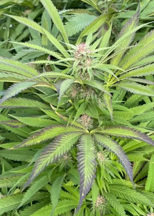 Dragon's Gift F2 CBD by 7 East Genetics, Photoperiod cannabis strain