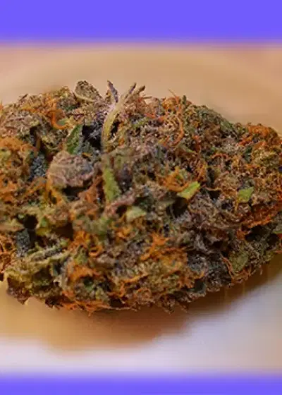 DragonFly by Grand Daddy Purp, Photoperiod cannabis strain