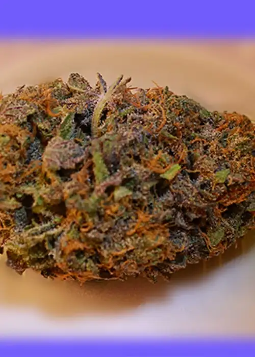 DragonFly by Grand Daddy Purp, Photoperiod cannabis strain