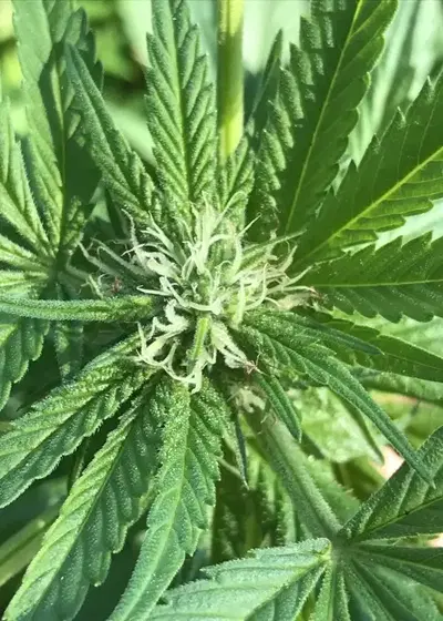 Dragons Blood Hashplant by Bodhi Seeds, Photoperiod cannabis strain