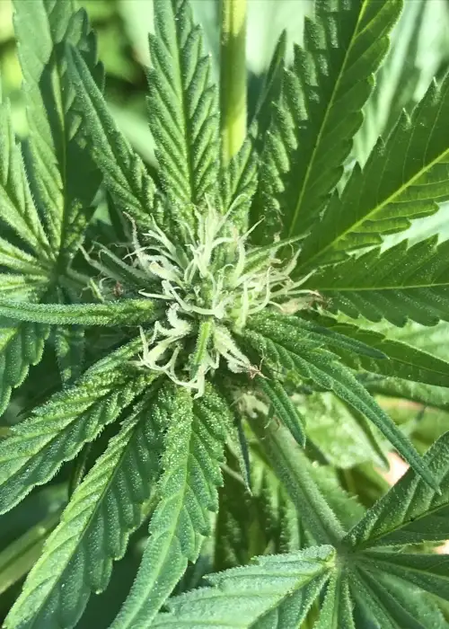 Dragons Blood Hashplant by Bodhi Seeds, Photoperiod cannabis strain
