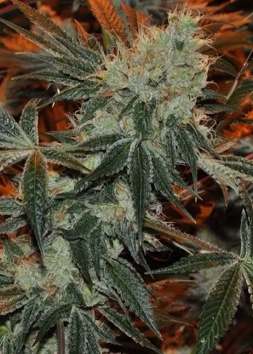 Dragons Breath by Ocean Grown Seeds, Photoperiod cannabis strain