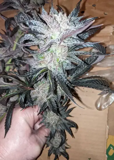 Dragons Garlic Breath by Dragons Flame Genetics, Photoperiod cannabis strain