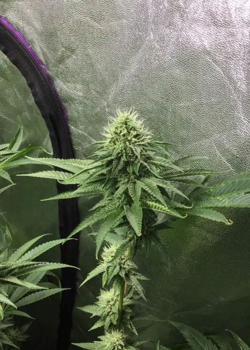 Drama by Rare Dankness, Photoperiod cannabis strain