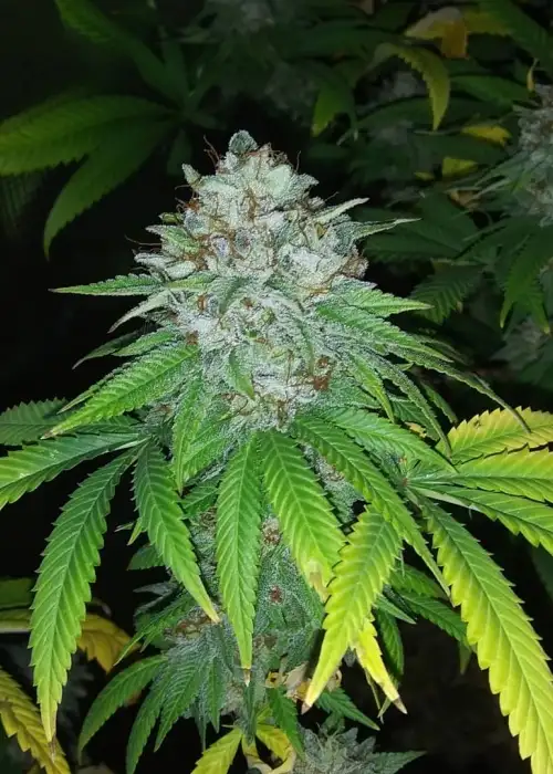 Dread Bread by Bodhi Seeds, Photoperiod cannabis strain