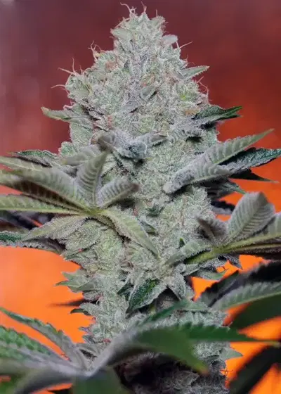 Dreadnought OG by Ocean Grown Seeds, Photoperiod cannabis strain