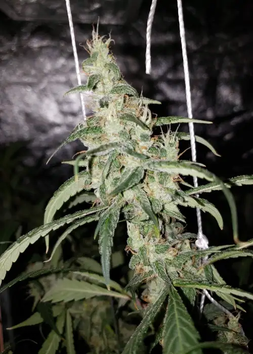 Dream Berry by Female Seeds, Photoperiod cannabis strain