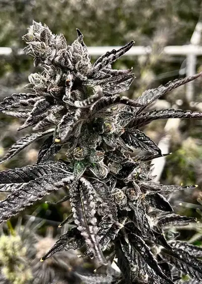 Dream Factory by Exotic Genetix, Photoperiod cannabis strain
