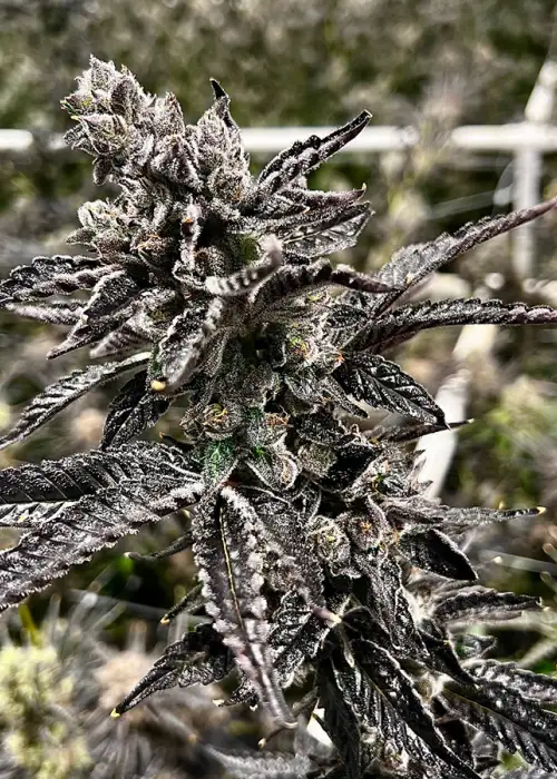 Dream Factory by Exotic Genetix, Photoperiod cannabis strain