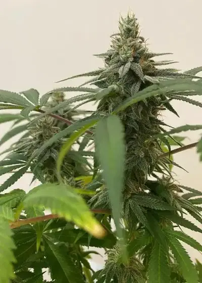 Dream Queen Glue by Equilibrium Genetics, Autoflower cannabis strain
