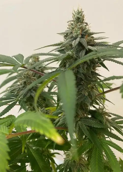 Dream Queen Glue by Equilibrium Genetics, Autoflower cannabis strain
