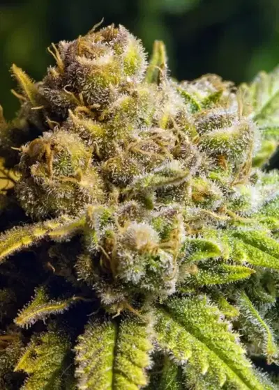 Dream Queen by Dark Heart Nursery, Photoperiod cannabis strain