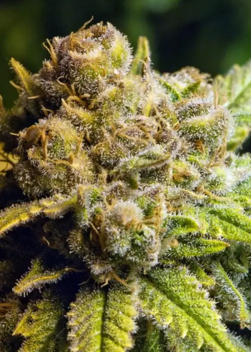 Dream Queen by Dark Heart Nursery, Photoperiod cannabis strain
