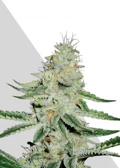 Dreamberry by Auto Seeds, Autoflower cannabis strain