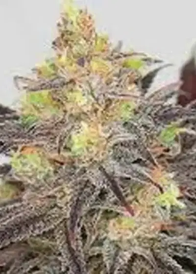 Dreamcatcher by Greenpoint Seeds, Photoperiod cannabis strain