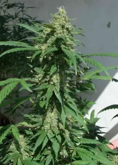 Dreams & Honey by Original Delicatessen, Photoperiod cannabis strain